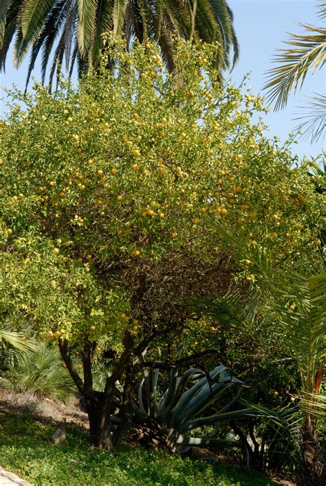 Poncirus trifoliata | Orange Amère, Poncir - Van den Berk Pépinières