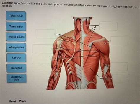 Arm Muscles Diagram Posterior Muscles Of Scapular Region And
