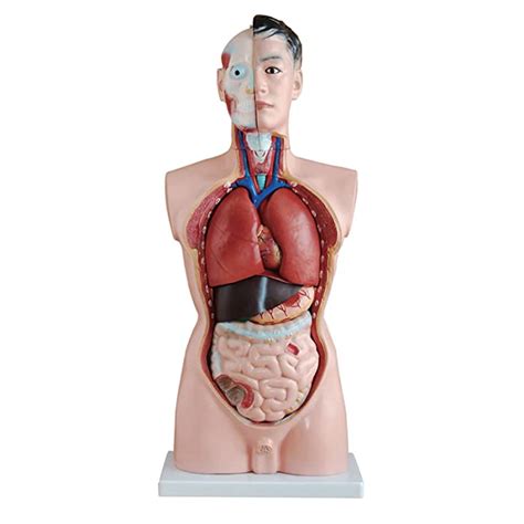 Buy Cm Parts Anatomical Human Male Torso Model D Anatomical