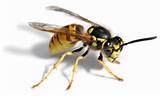 Pictures of European Wasp