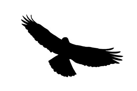 Bird Quiz 1 Silhouettes Of Adult Vs Juvenile Red Tailed Hawks Im