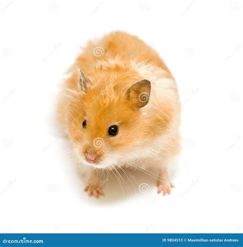 Hamster Stock Image Image Of Orange Small Bright Macro 9804513
