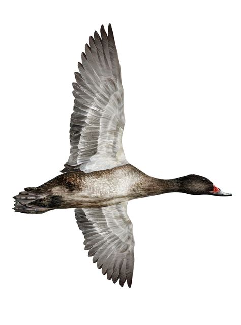 Guide To Australian Waterfowl Game Management Authority