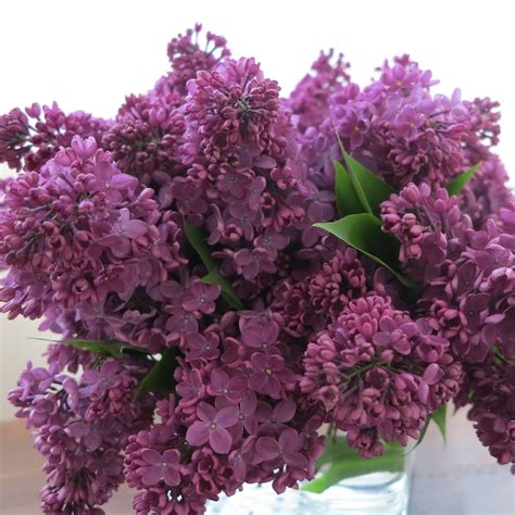 191 eglinton ave east toronto, on, m4p 1k1. May flowers Toronto; bouquet of purple lilacs from Toronto ...