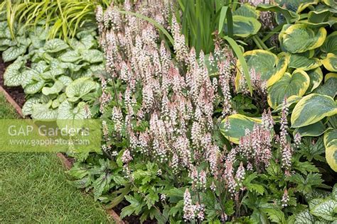 Hosta Frances Willi Stock Photo By Gap Photos Image 0478916