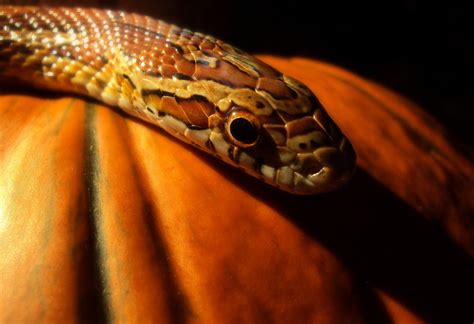Pumpkin Snake — Weasyl