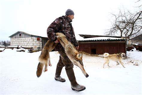Hunting Wolves In The Chernobyl Nuclear Exclusion Zone Graphic Images