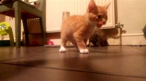 Kittens Playing Youtube