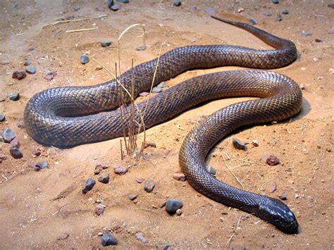 Filefierce Snake Oxyuranus Microlepidotus Wikipedia