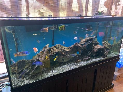 125 Gallon Fish Tank With Stand For 350 Total Woodbridge Nj Patch