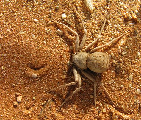 Six Eyed Sand Spider Sicarius Hahni Hexophthalma Hahni