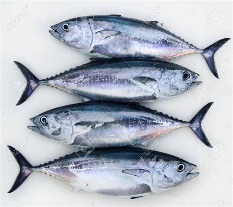 Tuna Sea Fish Banglarilish The Taste Of Bangladesh