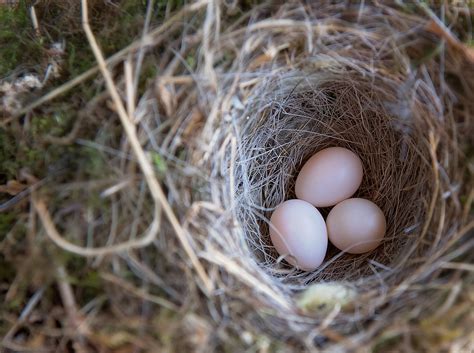 Birds Nest Bird Eggs Egg Free Photo On Pixabay