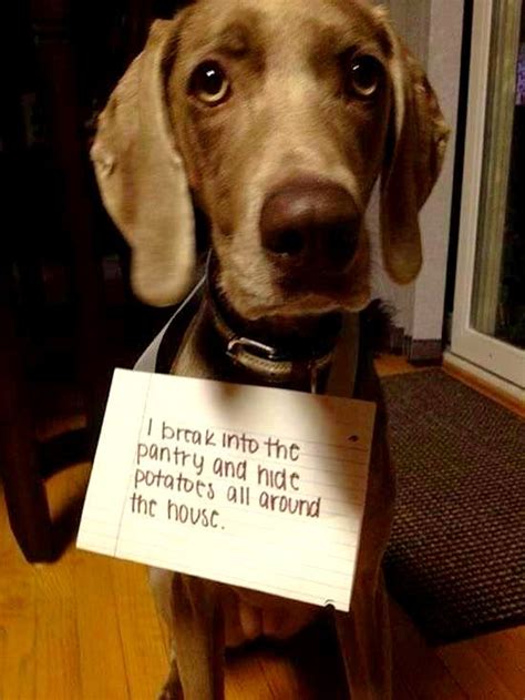 14 Of The Funniest Dog Shaming Photos Ever