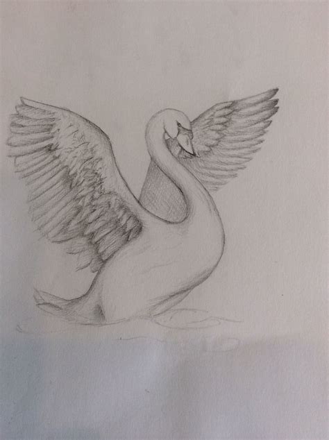 Landing Swan A Small Sketch I Sent To My Great Aunt Pencil Drawings