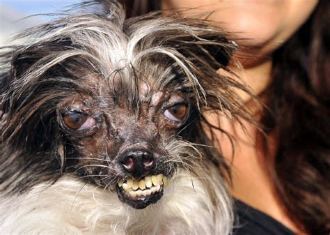 Sweet Mutt Peanut Named Worlds Ugliest Dog The Star