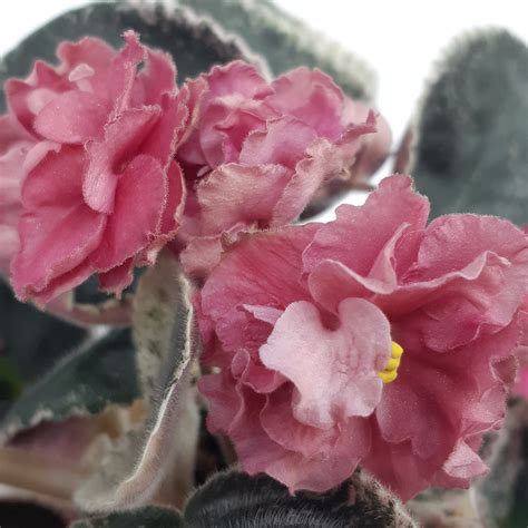 African Violet Leaf Cuttings Zivaj Russian Variegated Etsy