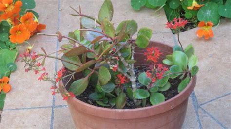 About the pink quill plant. Succulent With Tiny Red Flowers | Flowers Forums