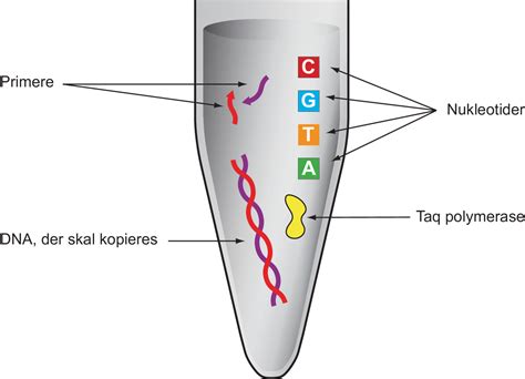 Pcr mimics what happens in cells when dna is copied (replicated) prior to cell division, but it is carried out in controlled conditions in a laboratory. Illustrationsoversigt: Analysemetoder: PCR | Bioteknologi