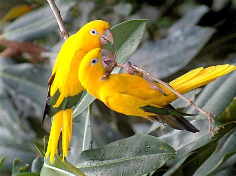 Pair Of Yellow Lovebirds On Branch Wallpaper 800×600 Birds Wallpapers