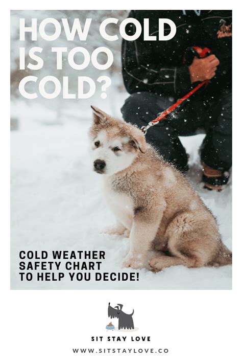 Ever Wonder If Its Too Cold To Take Your Dog Outside Its Easy To
