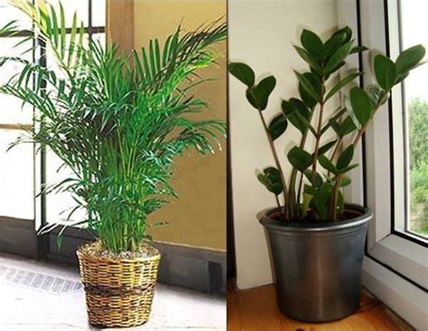 4 Indoor Plants For Dark Rooms