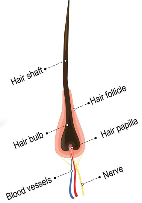 Diagram Of A Hair Follicle In A Cross Section Of Skin Layers