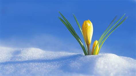 Snowy Flower Wallpapers Wallpaper Cave