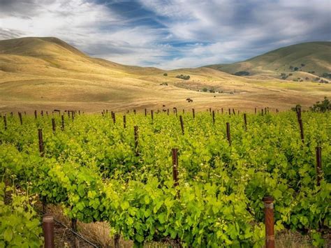 Livermore Valley Wine Country: Photo Of The Week | Livermore, CA Patch