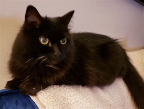 Paws down, cat declawing is one of the most sensitive, emotionally charged and controversial topics associated with cat ownership. Tammy. Affectionate, Declawed, Cat Finds Her New Home ...