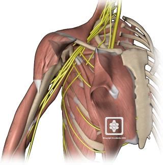 The shoulder muscles produce the characteristic shape of the shoulder and can be classified into two groups: Nerves of the Shoulder | ShoulderDoc
