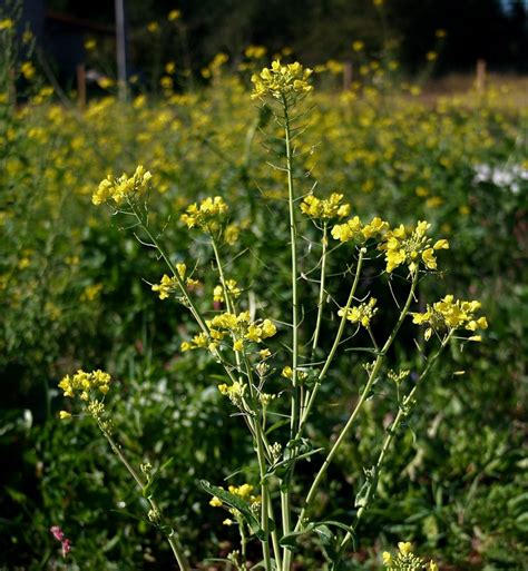 Plant Profile Charlock Mustard Sinapis Arvensis Aka Brassica Kaber
