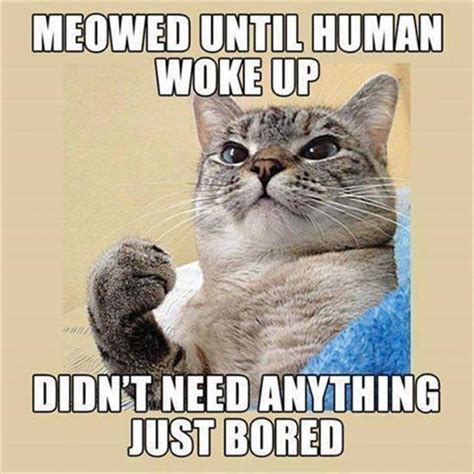 Funny Cat Waking Up Cat Mania