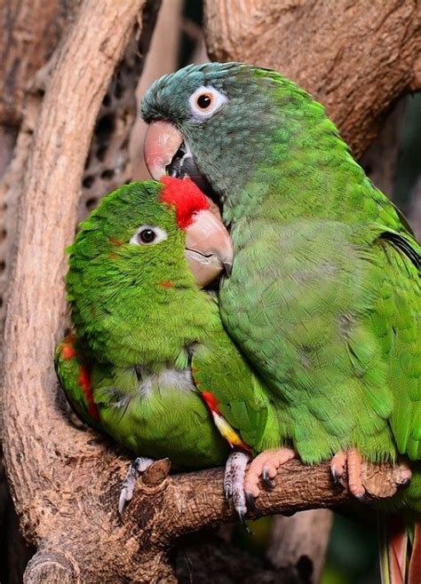 Types Of Conures With Pictures Psittacology 2022
