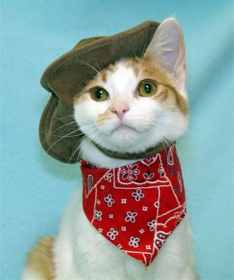 Best 20 Cats In Cowboy Hats Images On Pinterest Cowboy