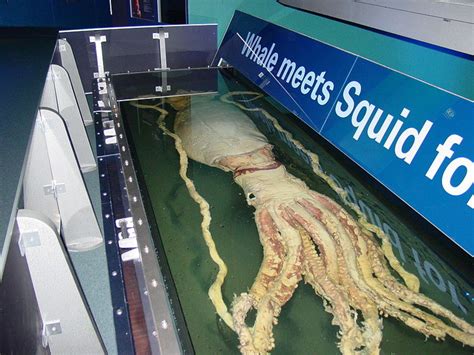 10 Rare Sightings Of The Giant Squid Incredible Video Footage Owlcation