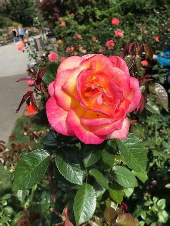 All 10,000 roses are maintained by volunteers in coordination with portland parks. International Rose Test Garden (Portland) - 2019 All You ...