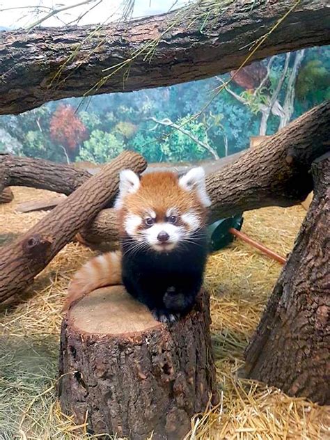 Red Panda Day Marked At Assiniboine Park Zoo Chrisdca