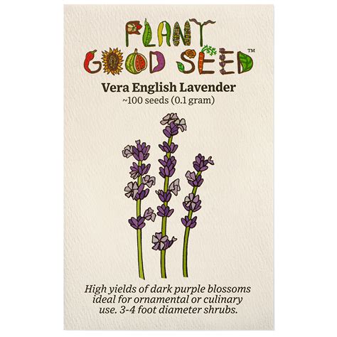 Vera English Lavender Seeds The Plant Good Seed Company