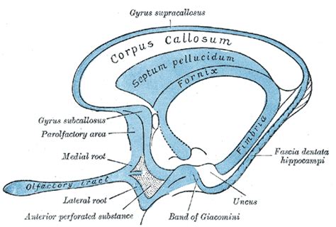 Septum Pellucidum Wikidoc