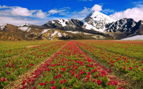 Mountains Sky Flowers Field Landscape Wallpaper 2560x1600 176630