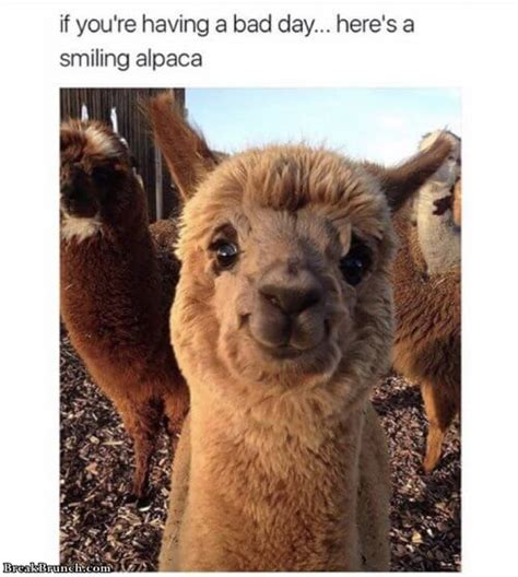 10 Funny Animal Memes Breakbrunch Photos
