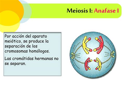 Ppt Meiosis Powerpoint Presentation Free Download Id1917363