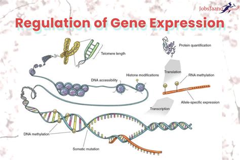 Regulation Of Gene Expression In Eukaryotes And Prokaryotes Gambaran