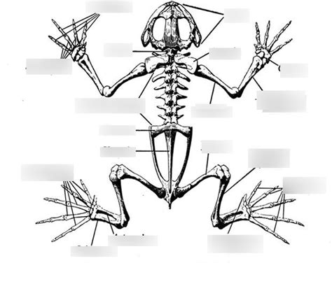 Frog Skeletal Diagram Quizlet