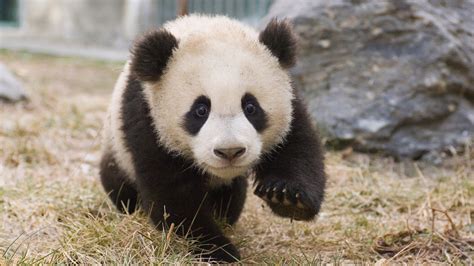 Visit Adorable Baby Cubs At Chinas New Panda Center Condé Nast Traveler