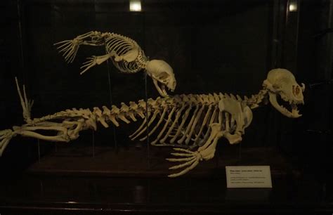 Adult And Juvenile Harbor Seal Skeletons 2020 09 03 Zoochat