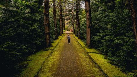 Man Is Standing Alone On Road Between Green Trees Forest Hd Alone