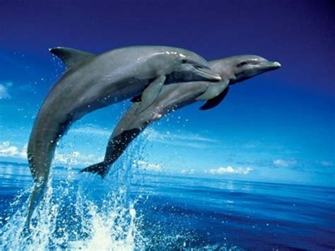 Dolphin Canvas Paintings For Sale Canvas Art Prints Animals Of The