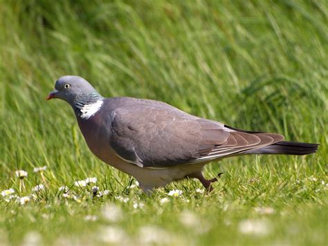 Wood Pigeon Birds Of Germany · Inaturalist